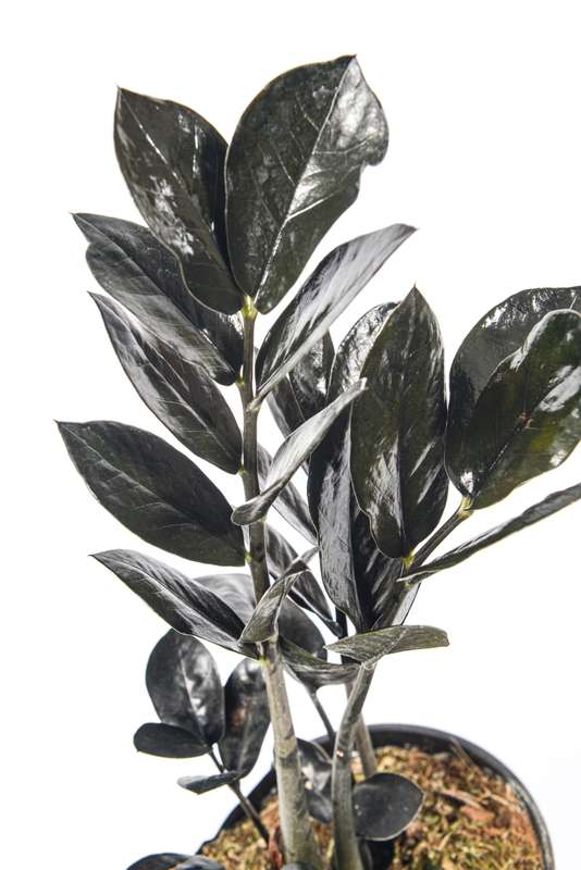 Zamioculcas Raven