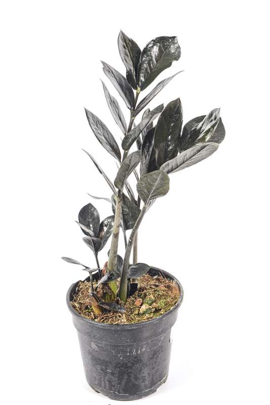 Zamioculcas Raven