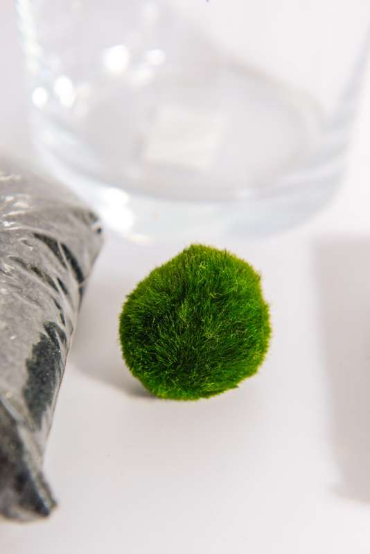 Marimo moss balls