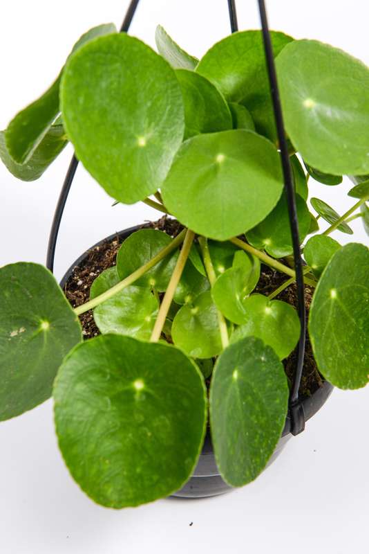 Chinese Money Plant