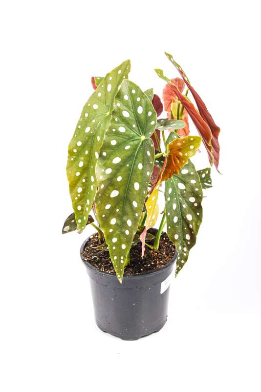 Begonia Polka Dot