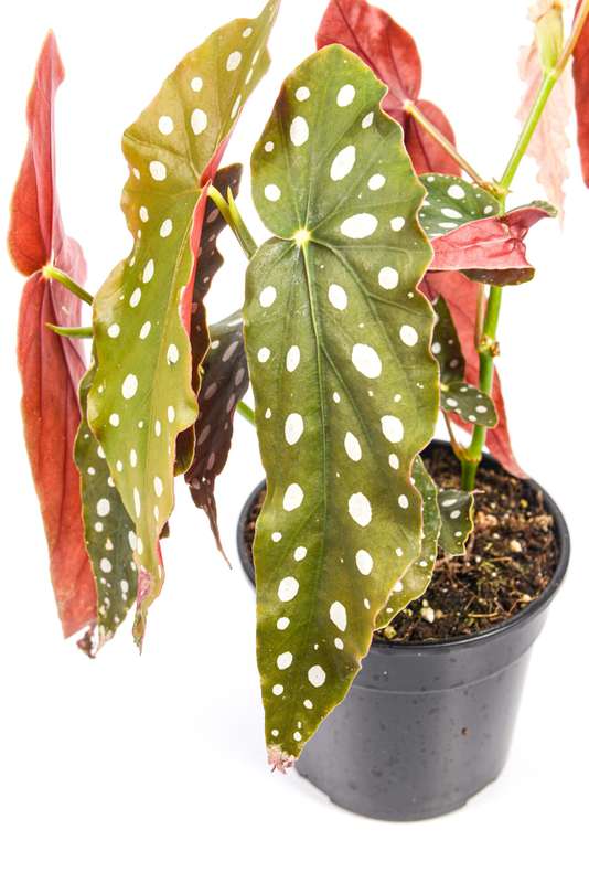 Begonia Polka Dot