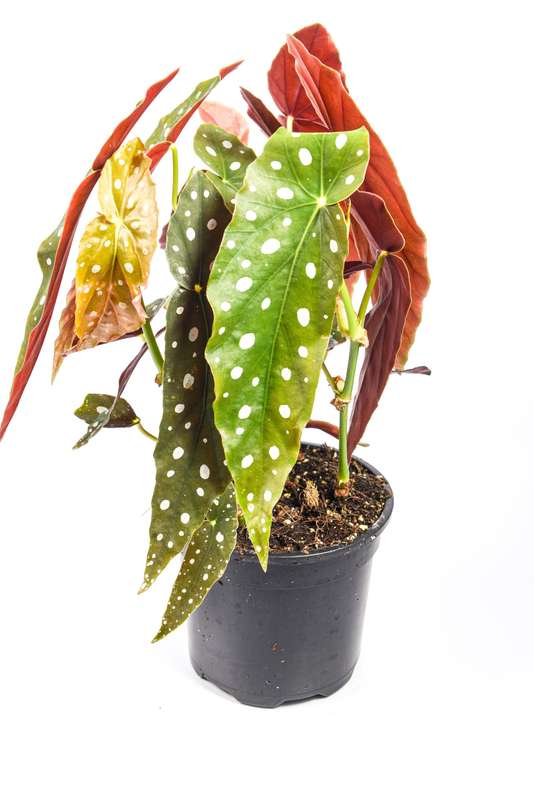 Begonia Polka Dot