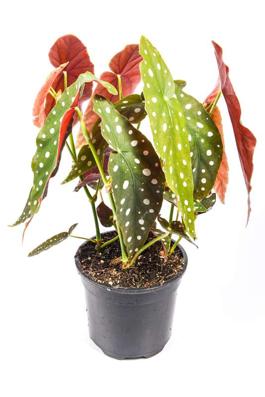 Begonia Polka Dot