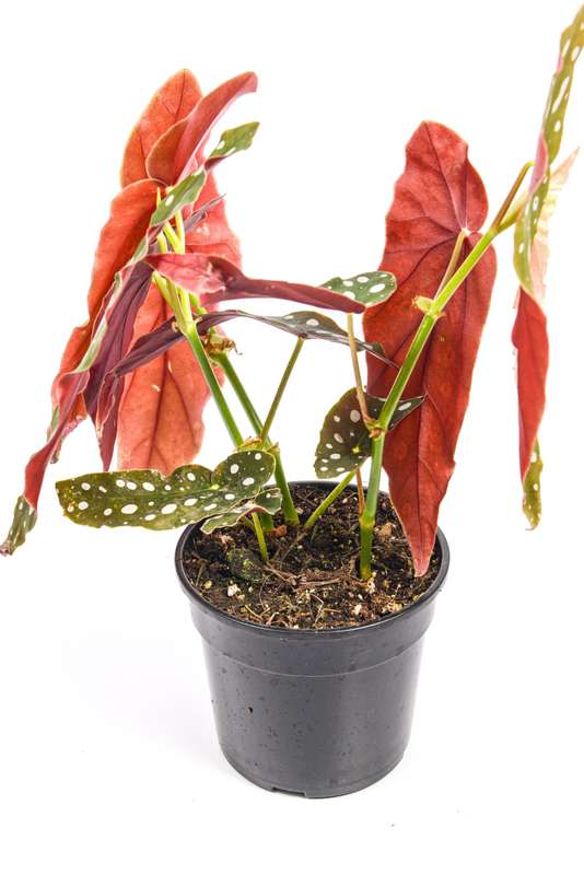 Begonia Polka Dot