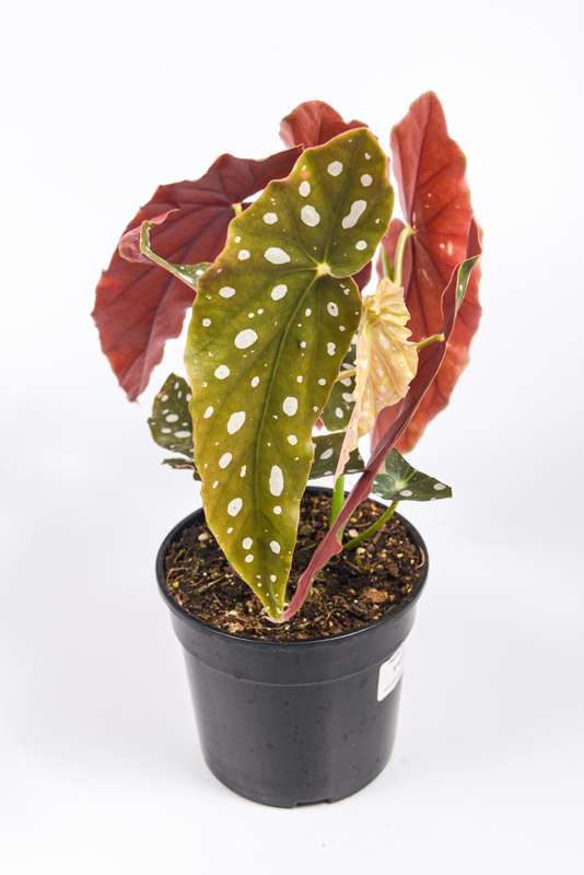 Begonia Polka Dot