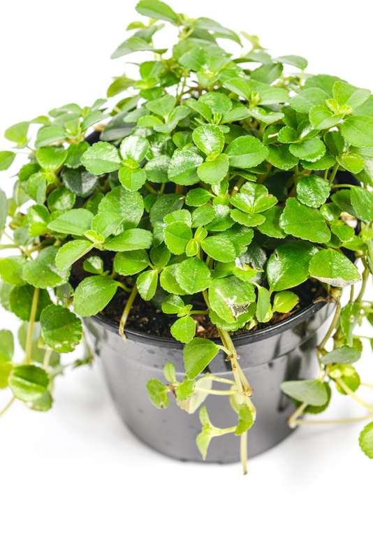 Pilea depressa