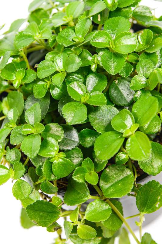 Pilea depressa