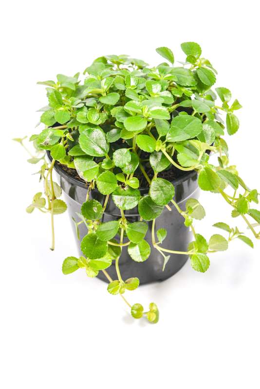 Pilea depressa