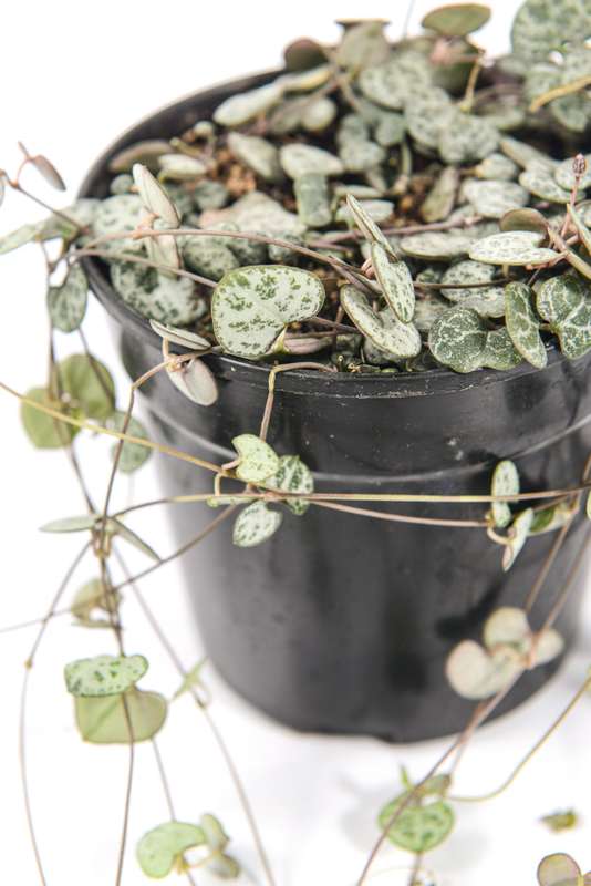 String of hearts
