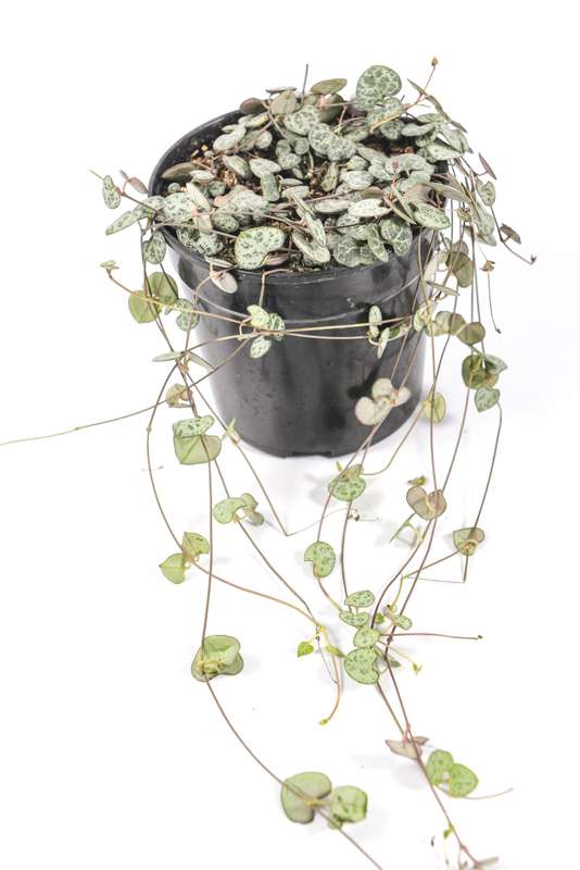 String of hearts