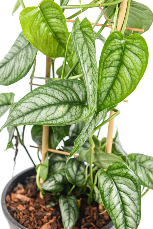 Monstera Siltepecana