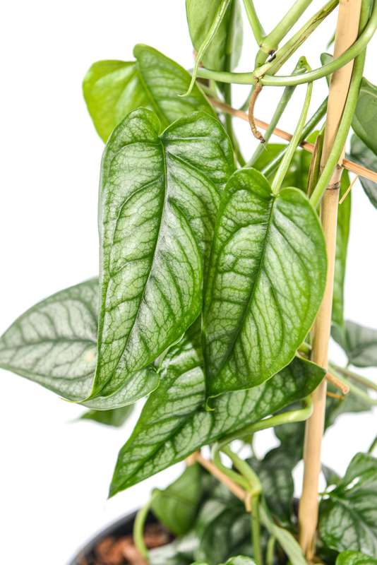 Monstera Siltepecana