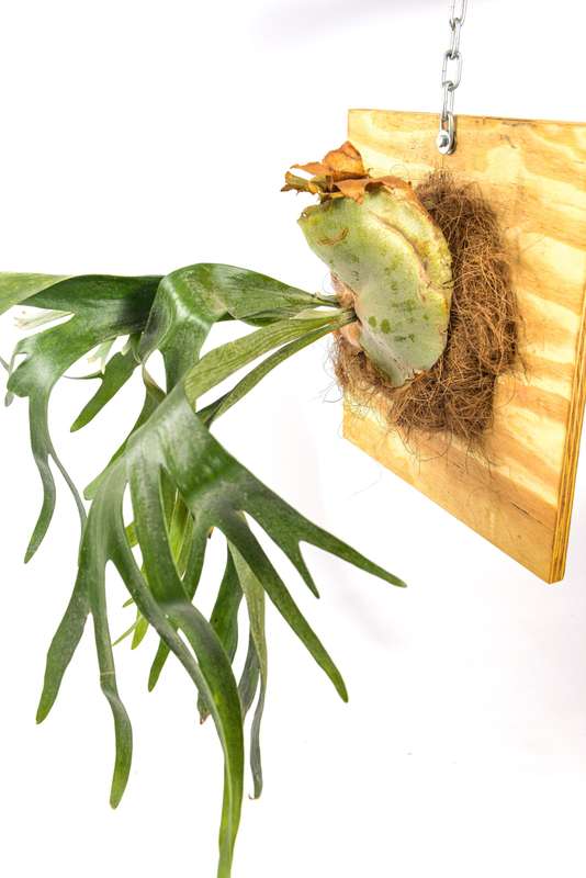 Platycerium Bifurcatum