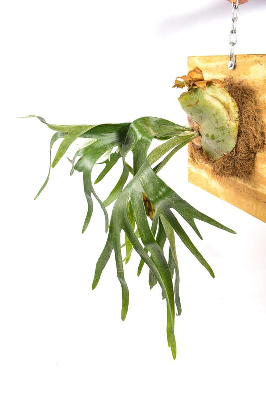 Platycerium Bifurcatum