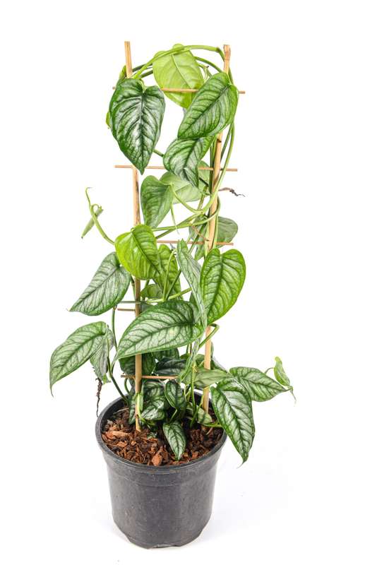 Monstera Siltepecana