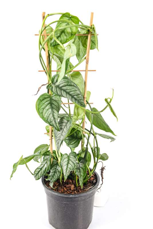 Monstera Siltepecana