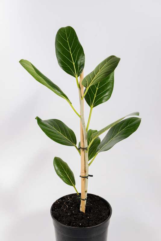 Ficus Audrey