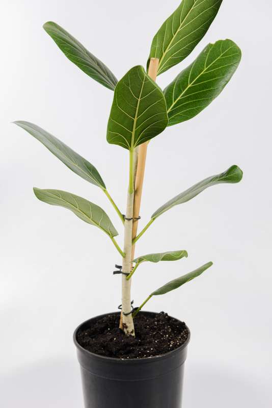 Ficus Audrey