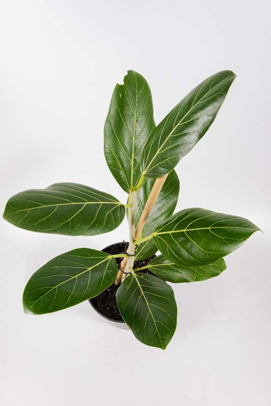 Ficus Audrey