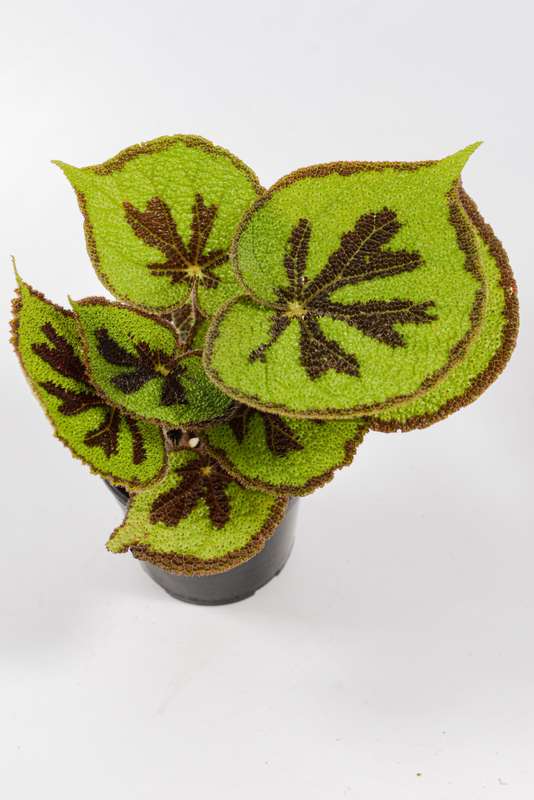 Begonia Variegata (ex Iron Cross)