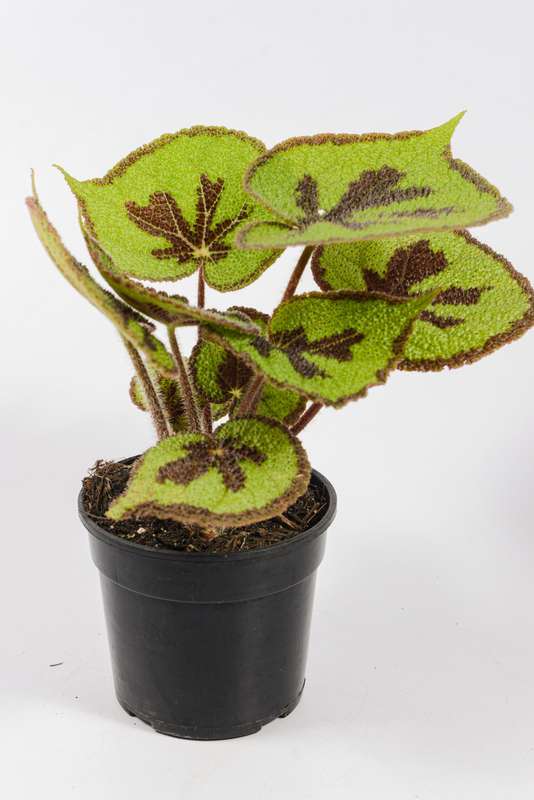 Begonia Variegata (ex Iron Cross)