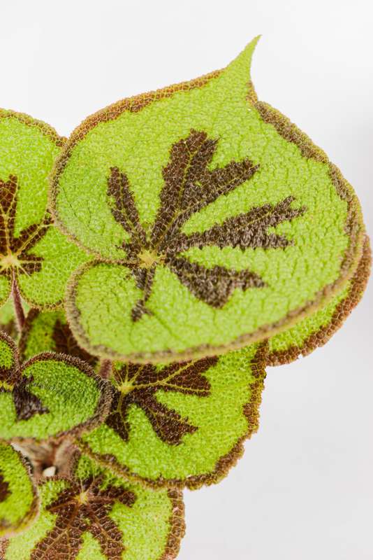 Begonia Variegata (ex Iron Cross)