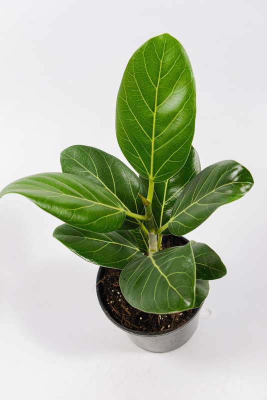 Ficus Audrey