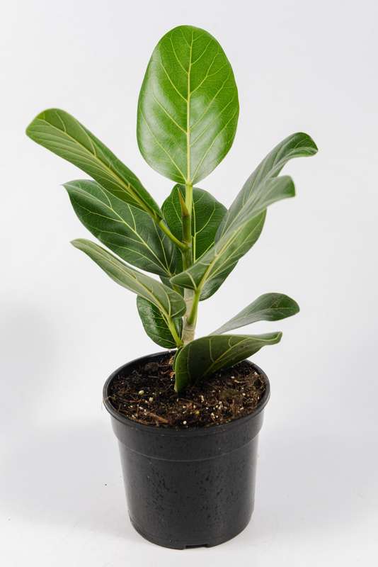 Ficus Audrey
