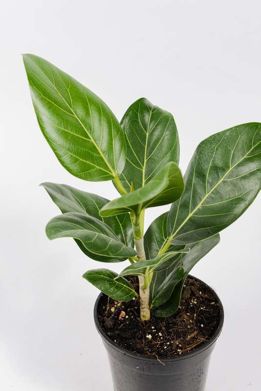 Ficus Audrey