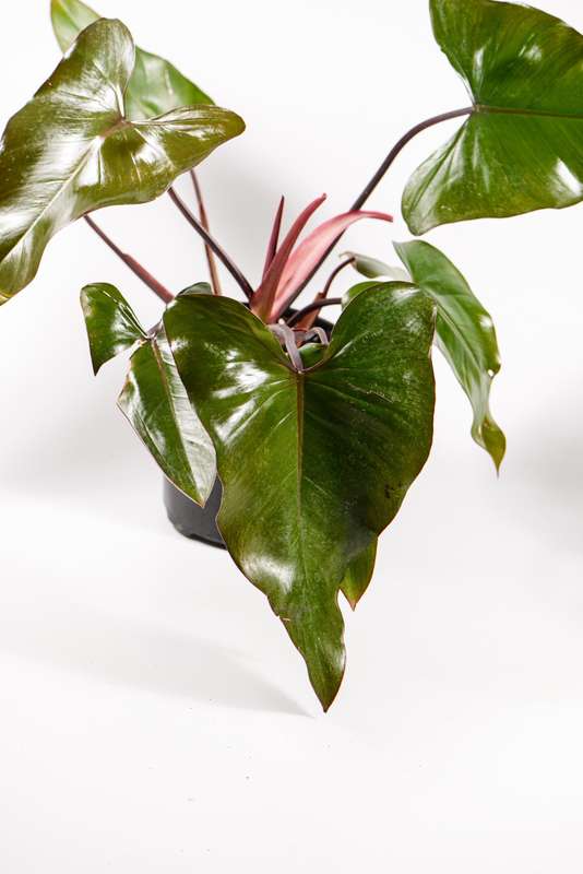 Philodendron Dark Lord