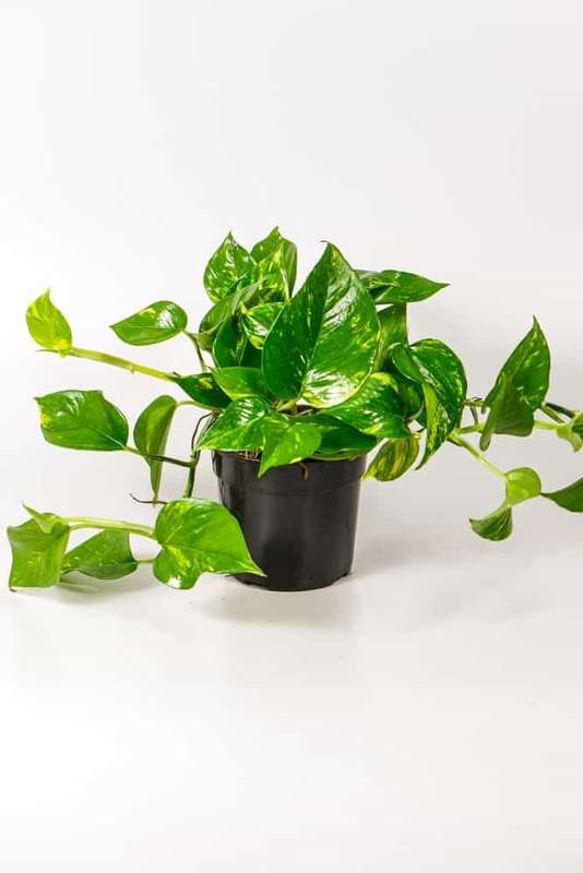 Golden Pothos