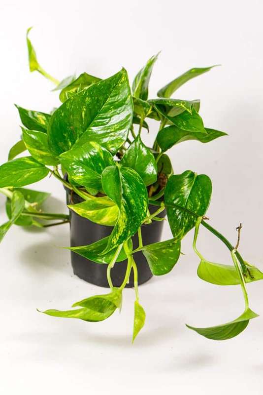 Golden Pothos
