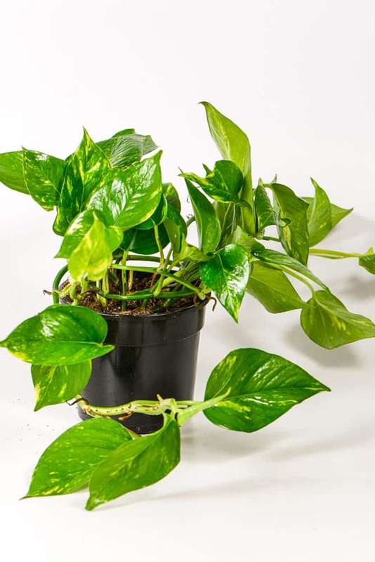 Golden Pothos