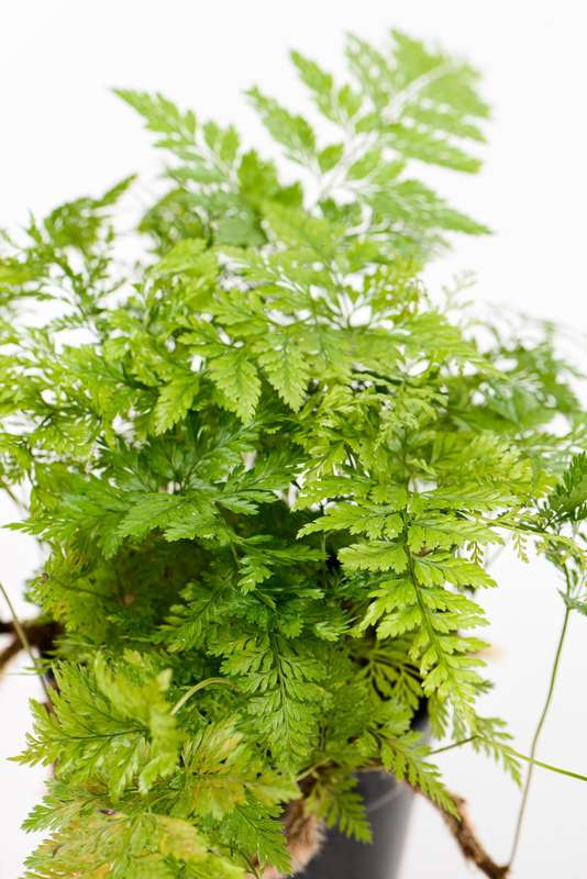 Davallia Squirrel Foot fern