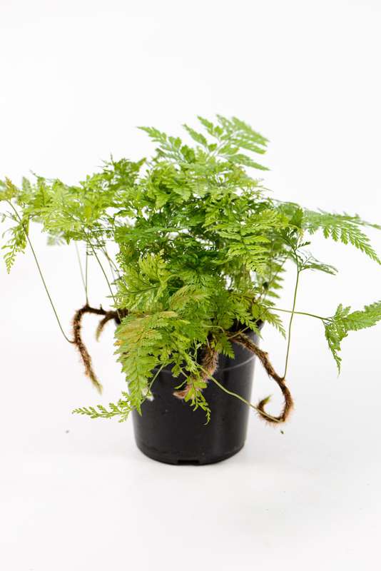 Davallia Squirrel Foot fern