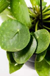 Chinese money plant