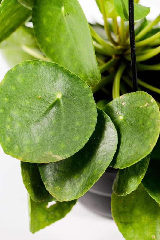 Chinese Money Plant