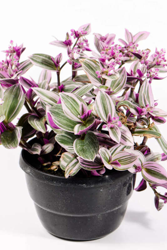 Tradescantia Nanouk