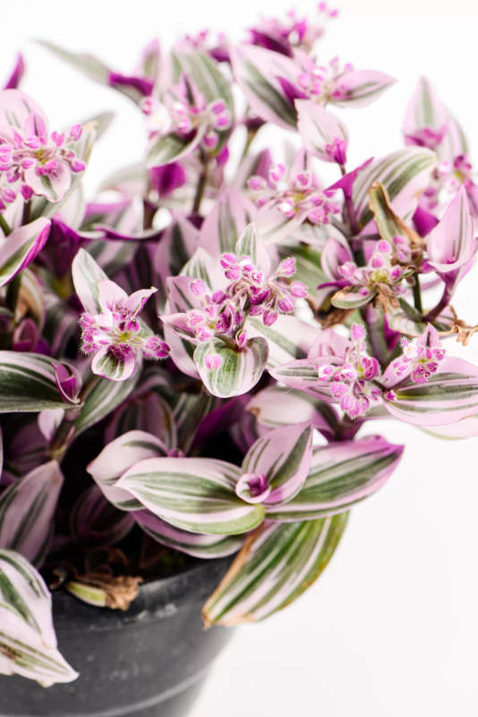Tradescantia Nanouk