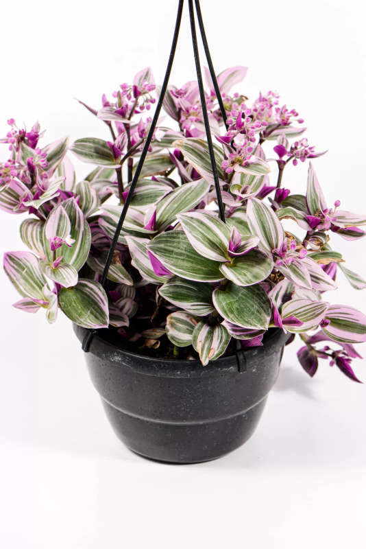 Tradescantia Nanouk