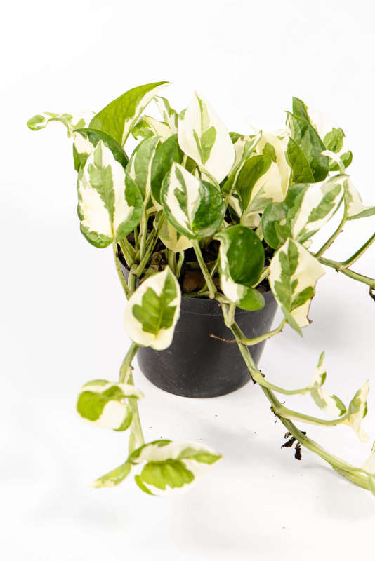 Pothos N' Joy