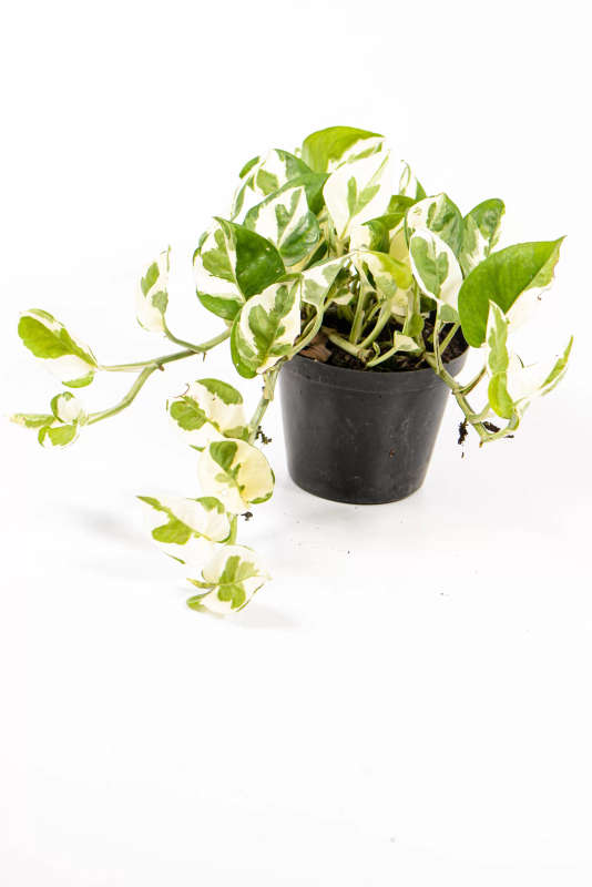Pothos N' Joy