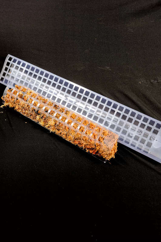 Transparent Moss Pole 60cm