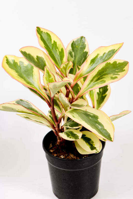 Peperomia Ginny