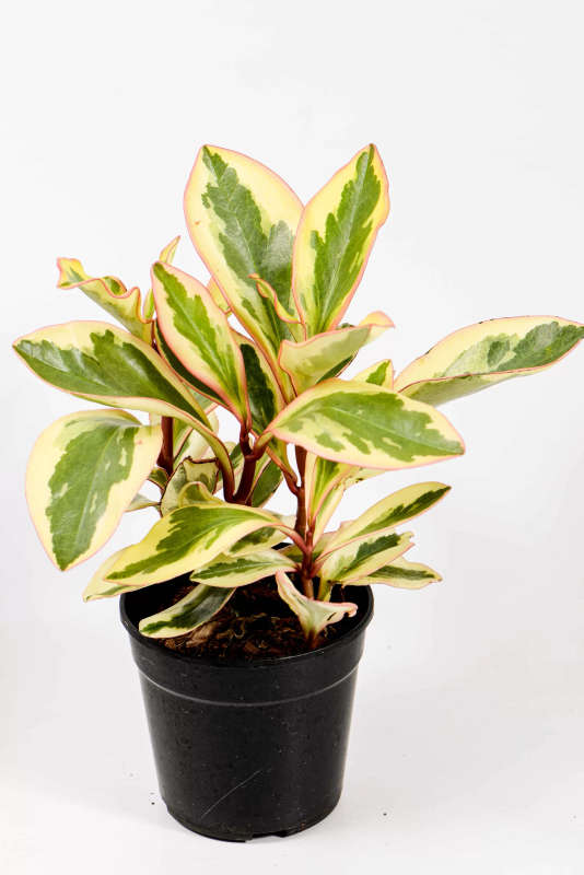 Peperomia Ginny