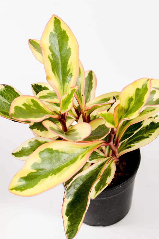 Peperomia Ginny