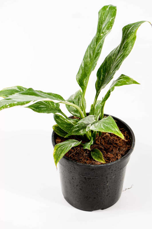 Variegated Peace Lily