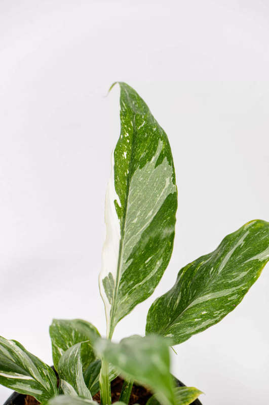 Variegated Peace Lily