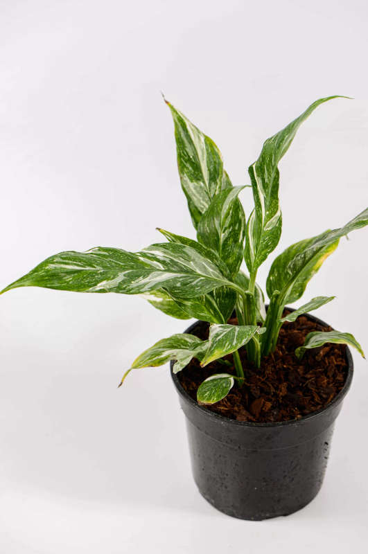 Variegated Peace Lily